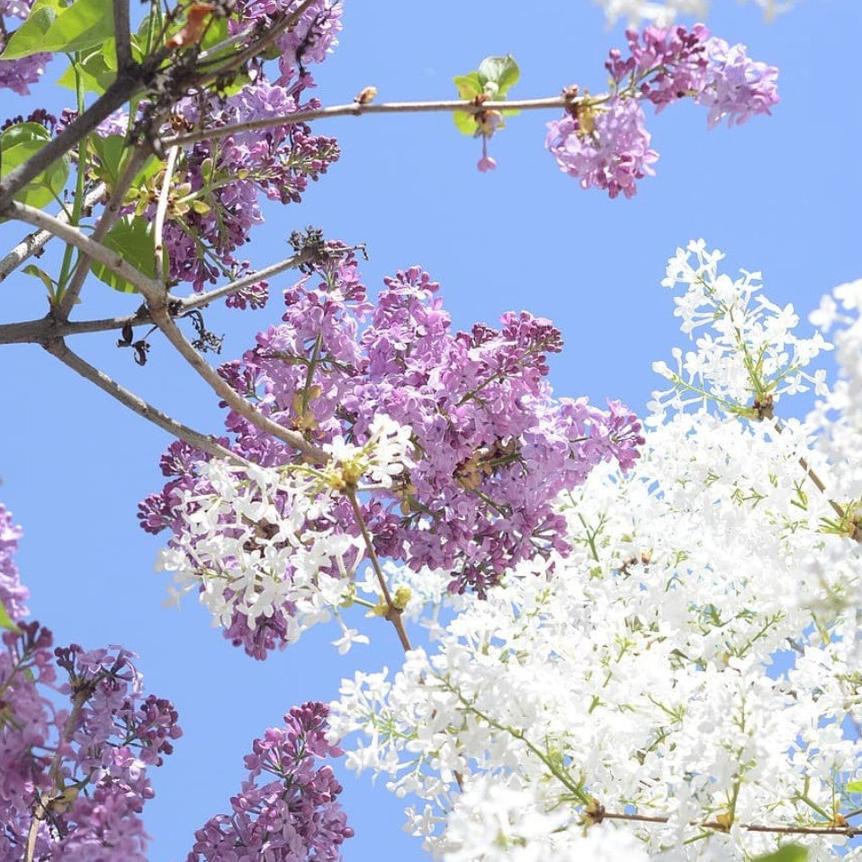 5/03/21 - A Perfect Mother's Day, with top notes of lilac and green