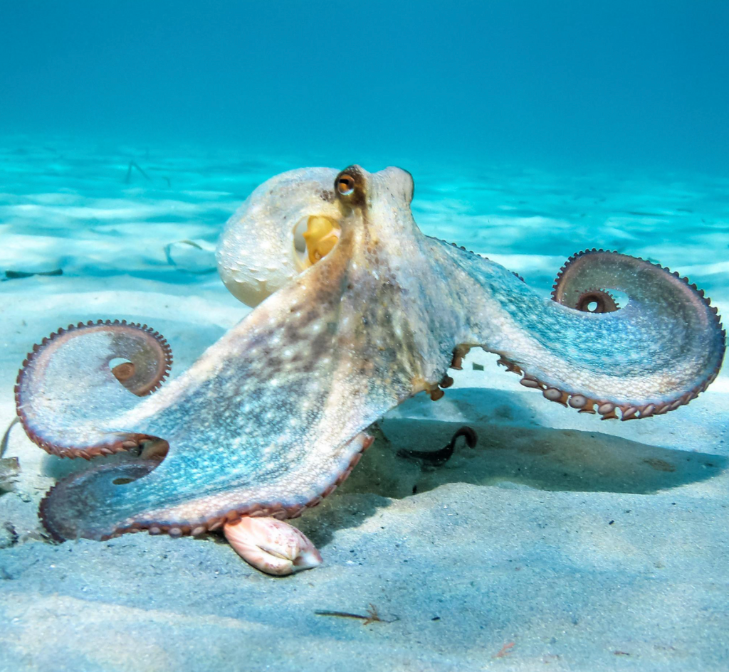 4/12/21 - The Octopus's Garden Party