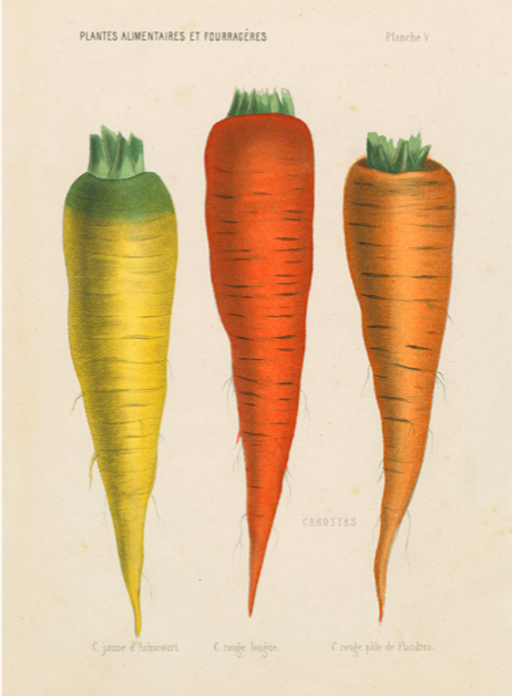 4/11/22 Carrot Top Easter Inspiration