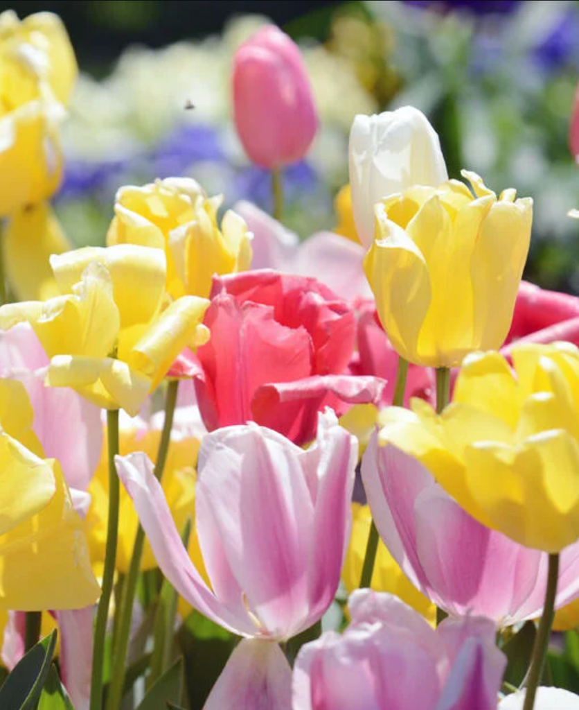 4/18/22 The Great Virginia Garden Party