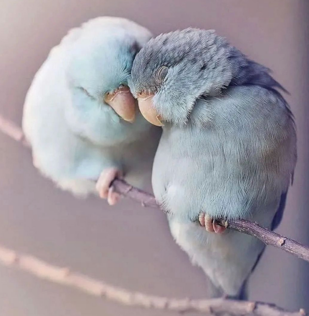 5/9/2022 Birds of a Feather