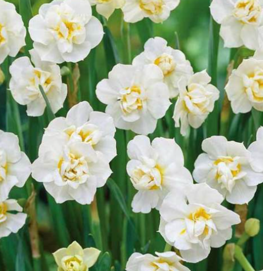 Daffydowndilly 3/6/23
