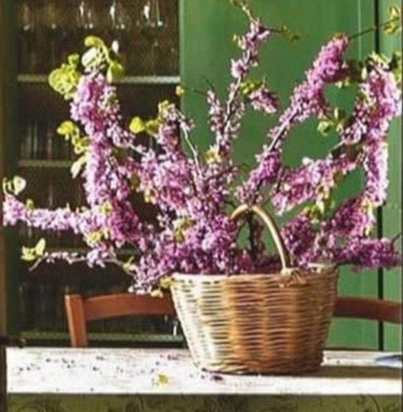 Fresh Lilacs, Spring Greens, & the Beauty of Change 4/14/25