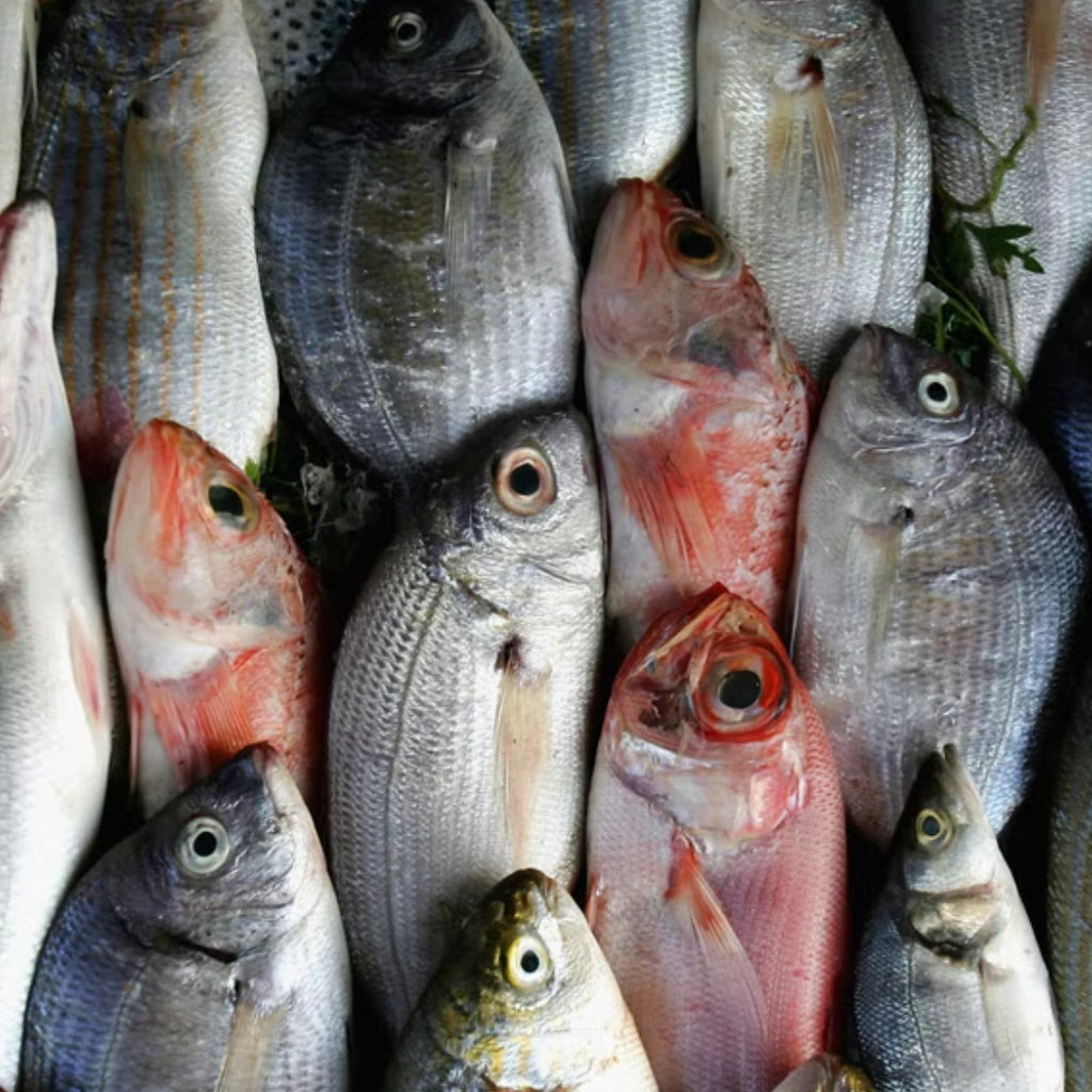 Go Fish 7/11/22
