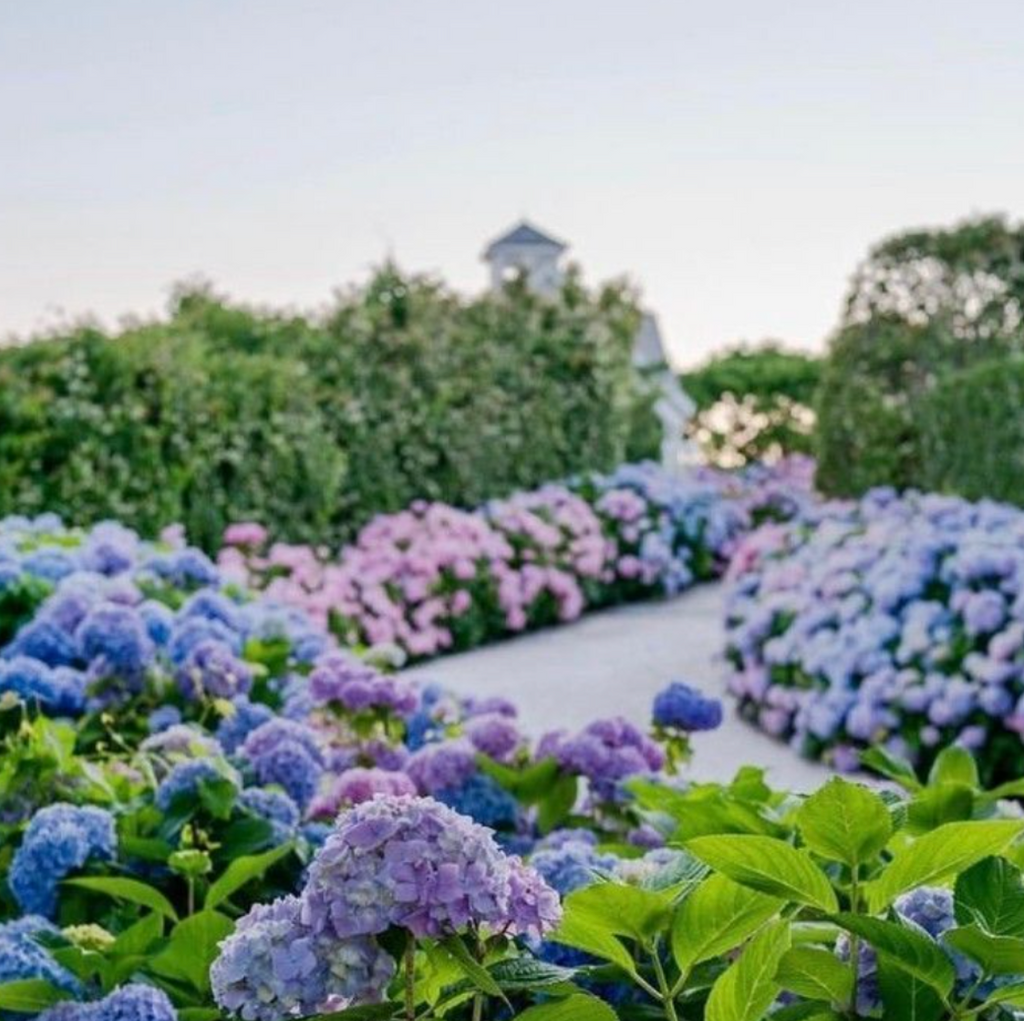 Something Hydrangea Blue 4/24/23