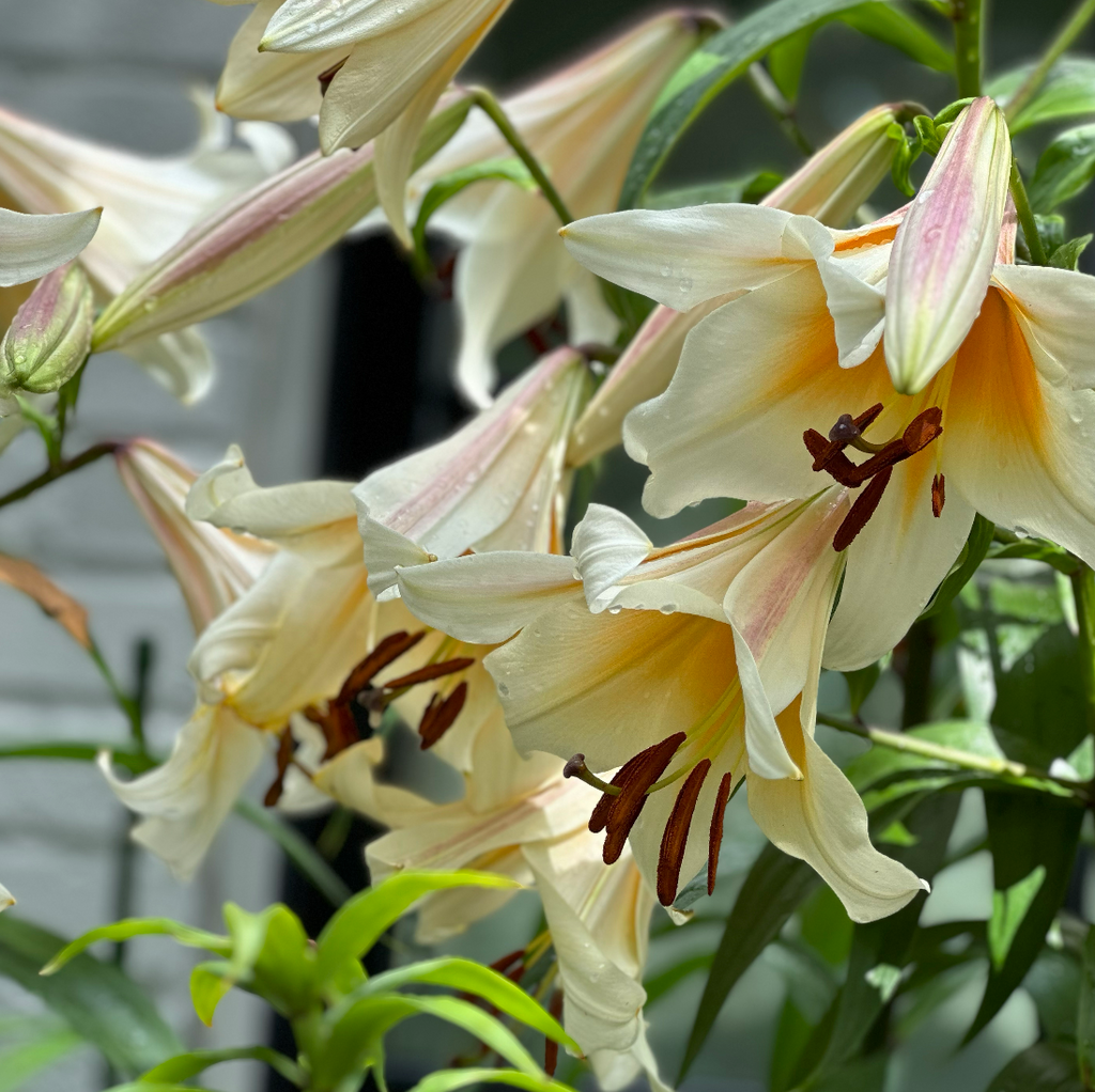 July Florals 7/7/25
