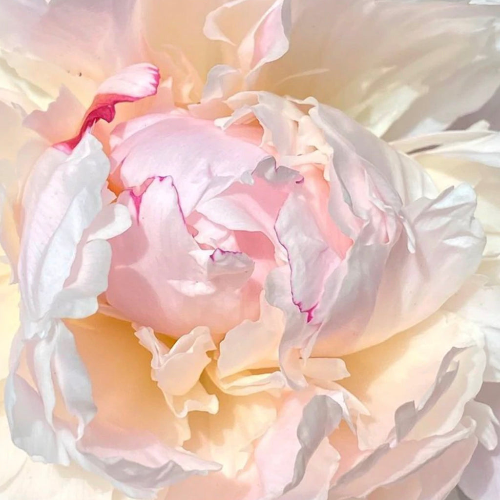 5/16/22 Paean to the Peony